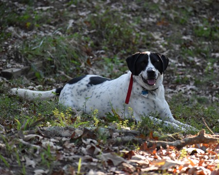 Spotty