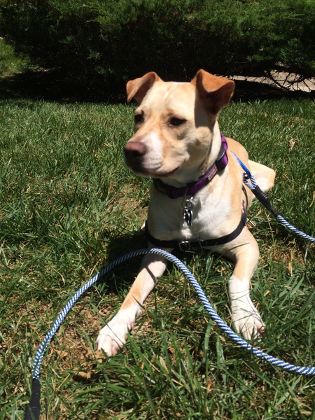 Stella