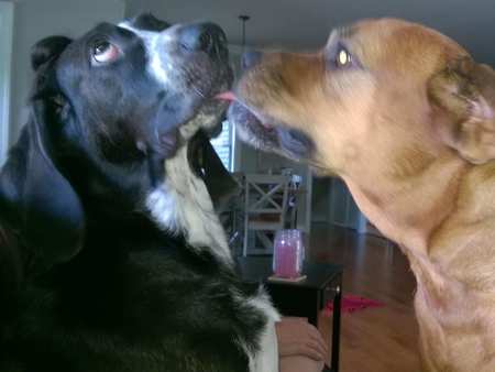 Tipp & Josie