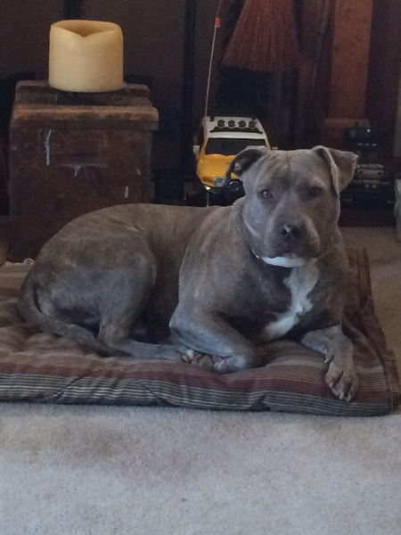 Abbie