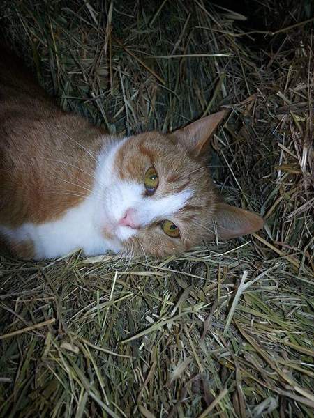 Cheese Nip