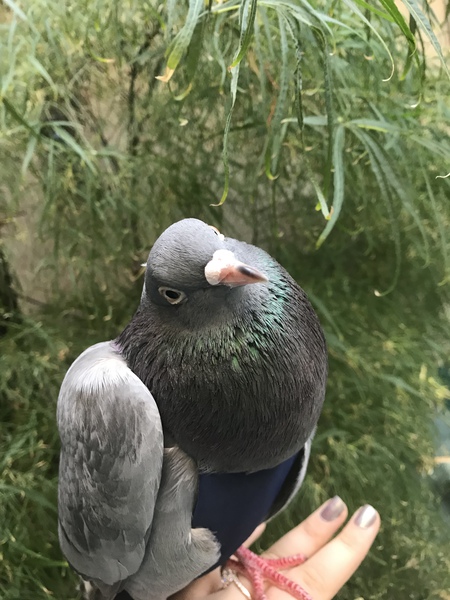 Heihei and his tree