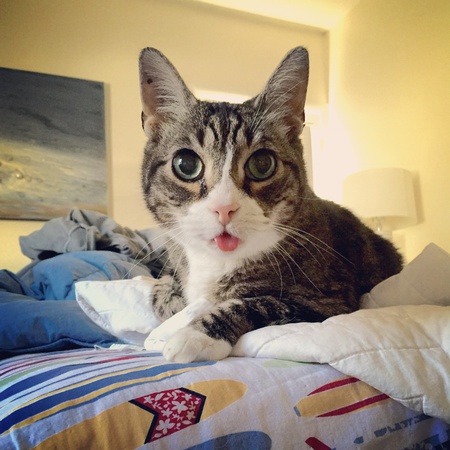 Stewart