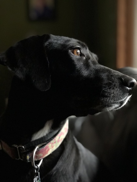 Raven (formerly Tonka)