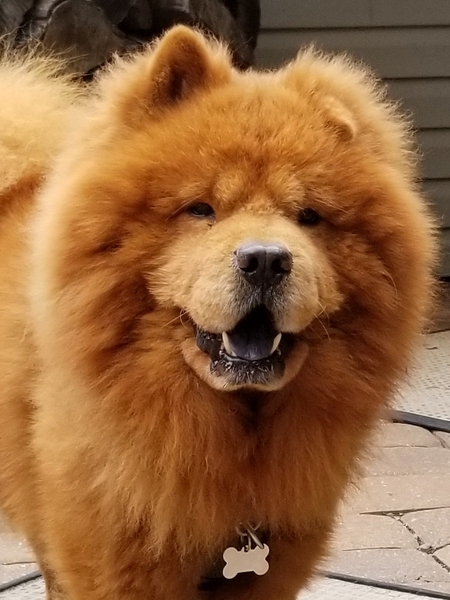 Simon