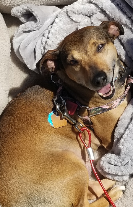 Gracie