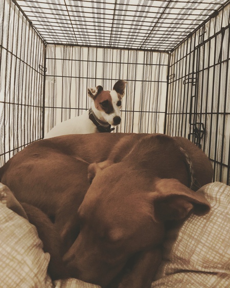 Max (JRT) & Milo (pit mix)
