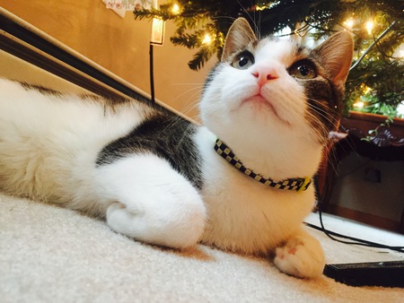 Felix