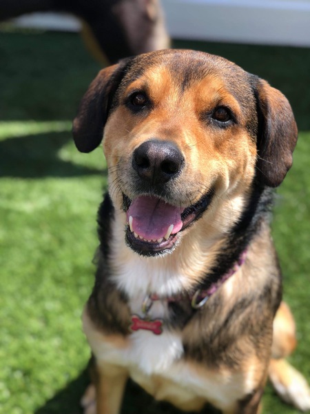 Mindi