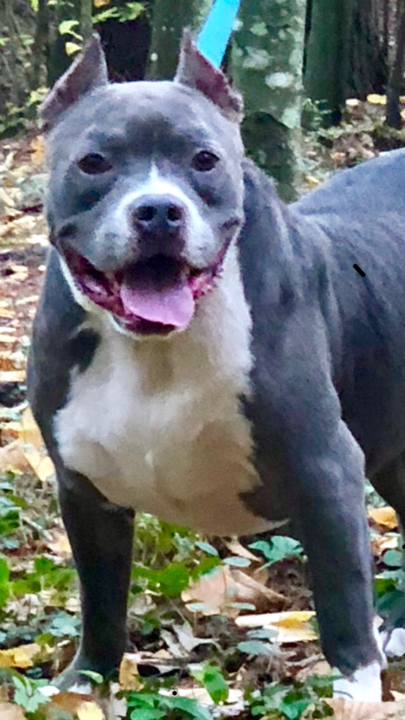 Harley