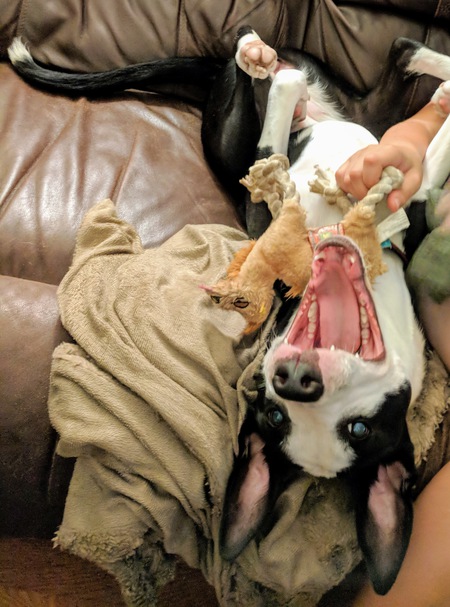 Allie-gator
