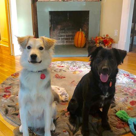 Bear and Luna