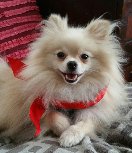 Coco - Dressed in Red to wish all a Merry Christmas!!