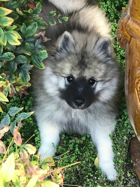 Wolfgang AKA "Wolfie", "Wolfman", "Wolf"