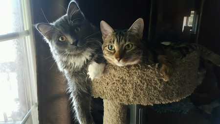 Gandalf the Gray & Cali 