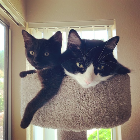 Merry (black) and Oliver (tuxedo)