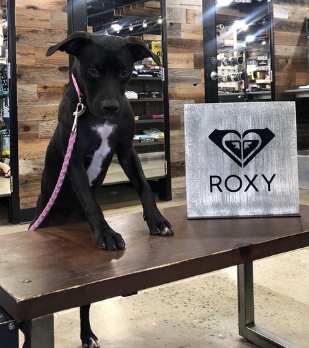 Roxy 