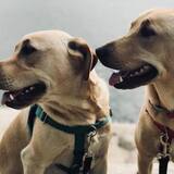 Entry image for Harper and Hank