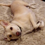 Entry image for Phoebe