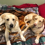 Entry image for Chance and Sandy