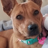 Entry image for Ginger