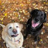 Entry image for Solly and Daisy at Dog River Lodge at Bark Hollow 