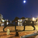 Entry image for Solly and Daisy Rescue Dogs Who Support Rescue