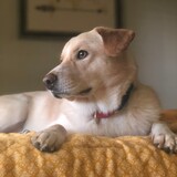 Entry image for Finn