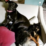 Entry image for Sadie Kate and Strider