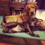 Entry image for Buddy