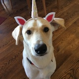 Entry image for Daisy 