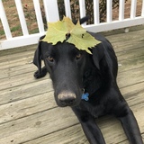 Entry image for Charlie