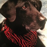 Entry image for Cole