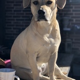 Entry image for Daisy