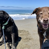 Entry image for Kylo and Denver 