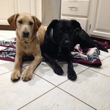 Entry image for Benji & Cooper