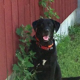 Entry image for Betty