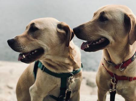 Entry image for Harper and Hank. Clicking this image will show a larger photo