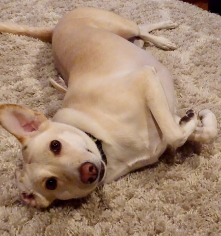 Entry image for Phoebe. Clicking this image will show a larger photo