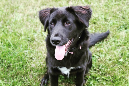 Entry image for Maisy Rose . Clicking this image will show a larger photo