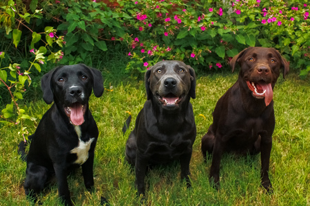 Entry image for Lettie, daisy, izzie . Clicking this image will show a larger photo