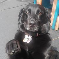 Entry image for Ava. Clicking this image will show a larger photo