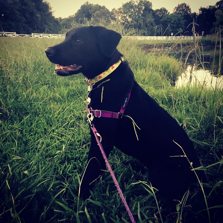 Entry image for Penny. Clicking this image will show a larger photo