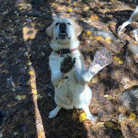 Entry image for Daisy. Clicking this image will show a larger photo