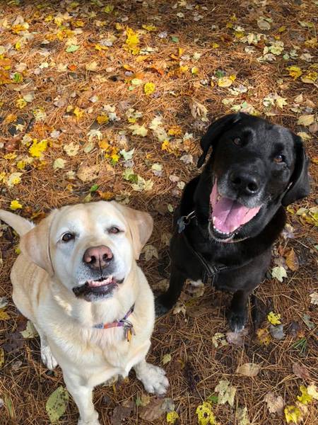 Entry image for Solly and Daisy at Dog River Lodge at Bark Hollow . Clicking this image will show a larger photo