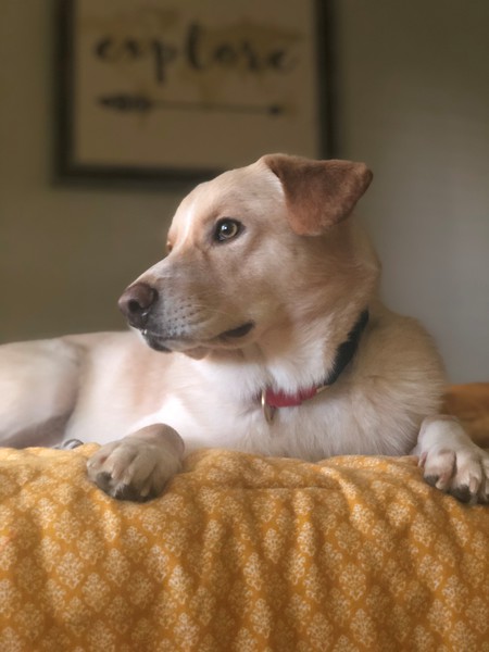 Entry image for Finn. Clicking this image will show a larger photo