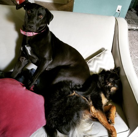 Entry image for Sadie Kate and Strider. Clicking this image will show a larger photo