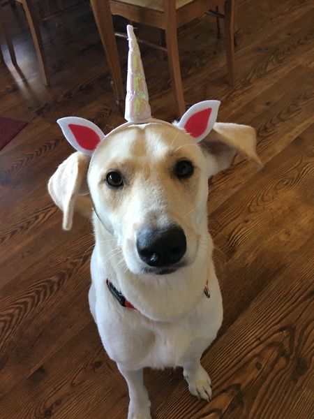 Entry image for Daisy . Clicking this image will show a larger photo