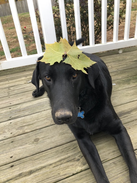 Entry image for Charlie. Clicking this image will show a larger photo