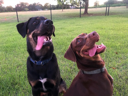 Entry image for Whiskey and Chloe Grace. Clicking this image will show a larger photo